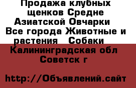 Продажа клубных щенков Средне Азиатской Овчарки - Все города Животные и растения » Собаки   . Калининградская обл.,Советск г.